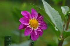 秋田のダリア-9