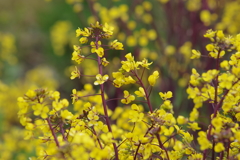 花散歩‐野菜の花1