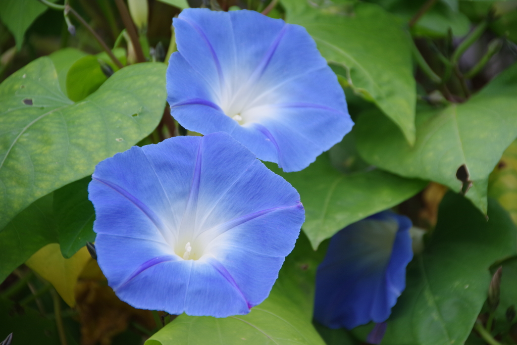 初冬の花散歩-ブルーの朝顔