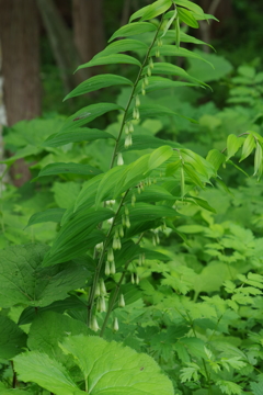 野草園で花探し-オオナルコユリ