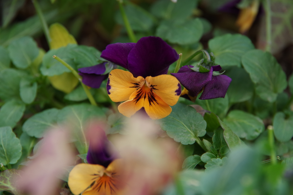 アウトレットモールのパンジー