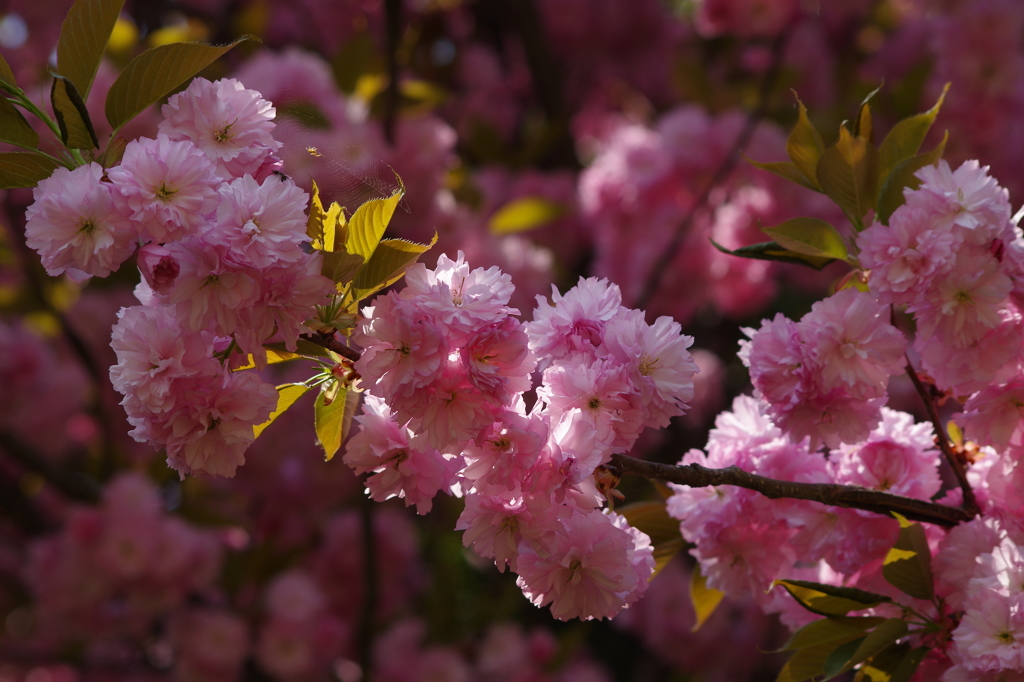 桜色-八重桜1