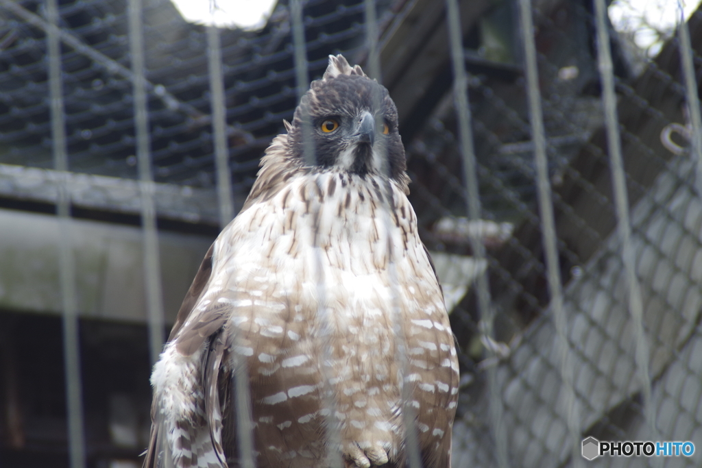 籠の鳥でも猛禽類-6