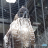 籠の鳥でも猛禽類-6