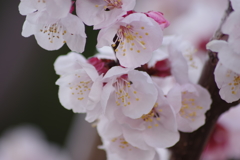 花散歩-アンズ