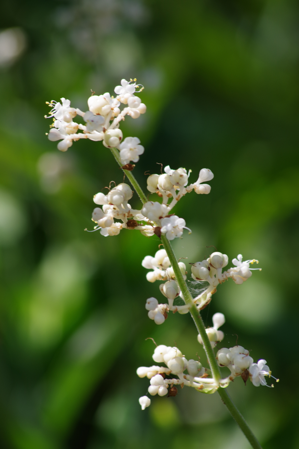 花散歩-ヤブミョウガ