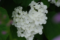 梅雨空に似合う花-紫陽花21