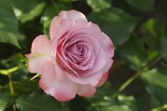六月の薔薇‐浪漫