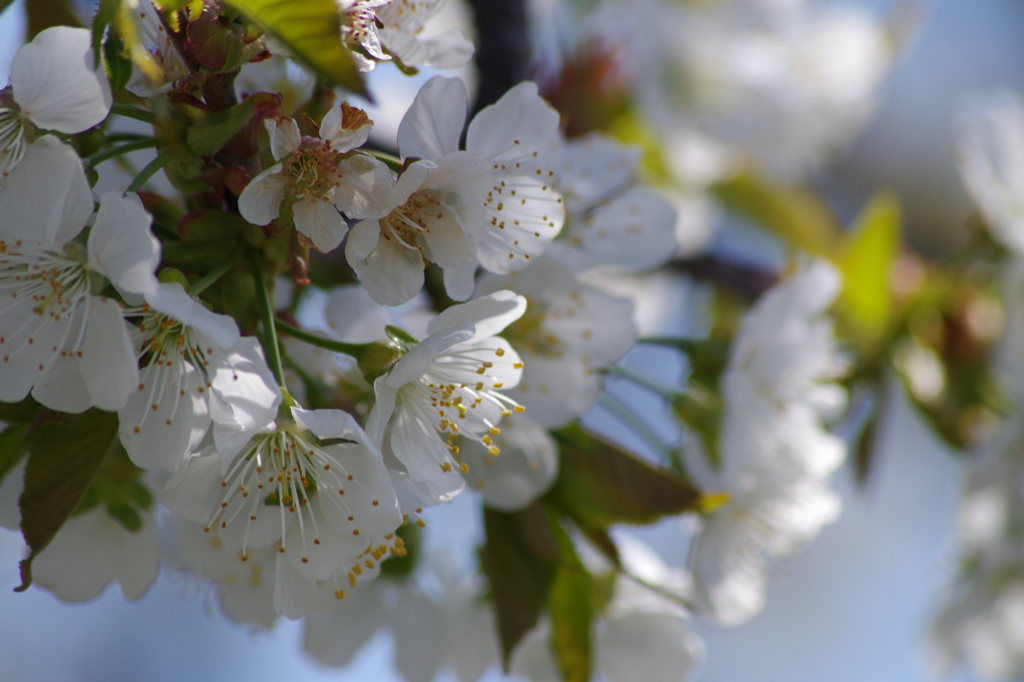 さくらんぼの花-2