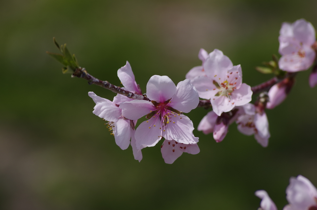 桃の花-1
