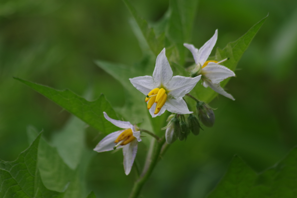 盛夏の野草園‐ワルナスビ