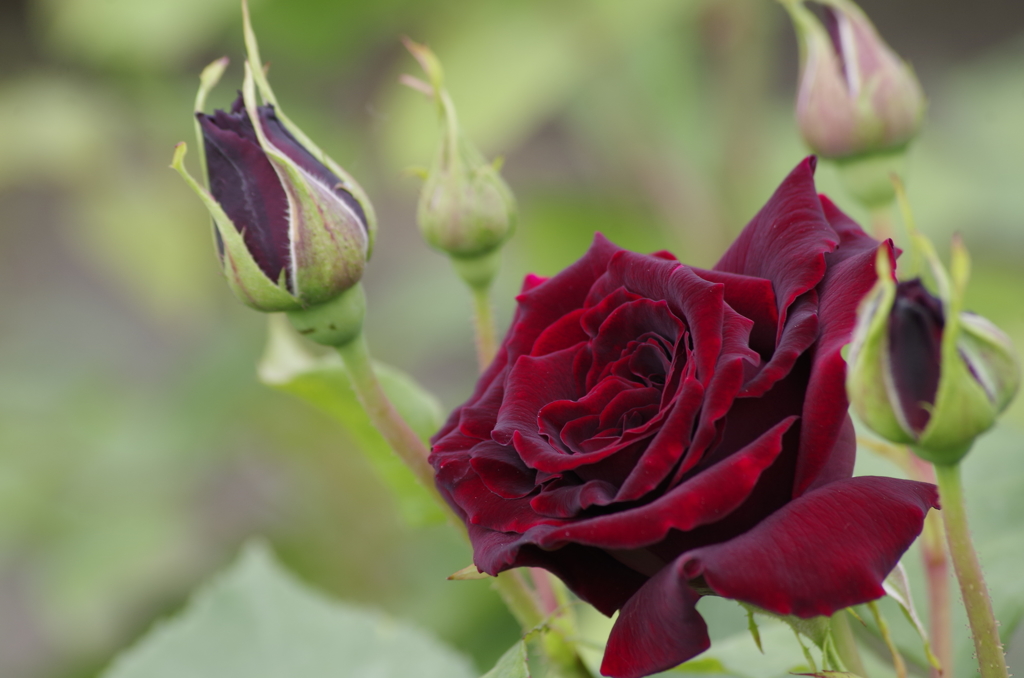 春薔薇の季節到来‐黒真珠