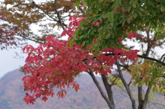 高原の秋色-目薬の木
