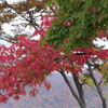 高原の秋色-目薬の木