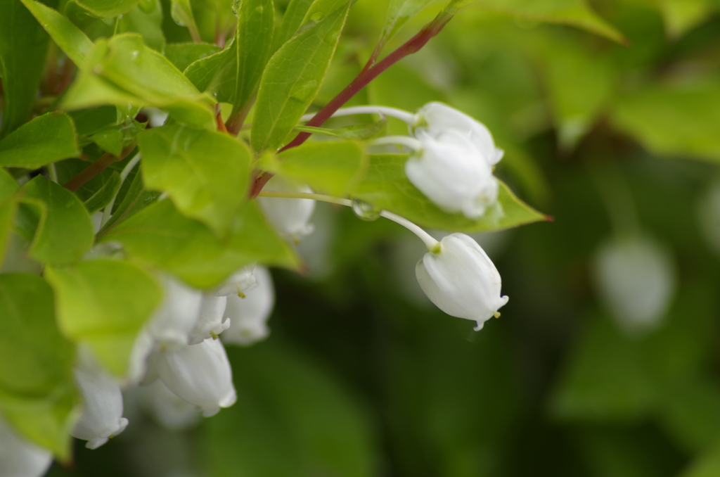 花散歩‐ドウダン