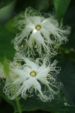 花散歩‐烏瓜