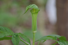 野草園で花散歩-キタマムシグサ