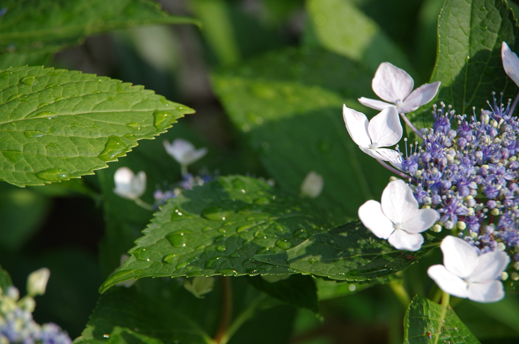 額紫陽花は梅雨の花