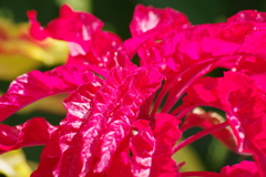 花散歩-葉鶏頭2