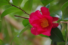 酒田の山茶花-1