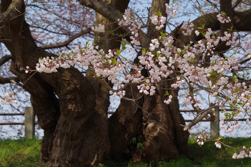 霞城の桜-2