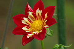 秋田のダリア-28