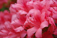 花散歩-お隣の家のサツキ