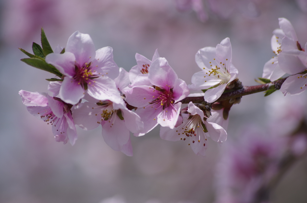 桃の花-7