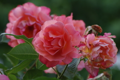 花散歩‐つる薔薇