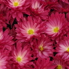 花散歩‐小菊4