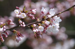 春の陽に桜色-3