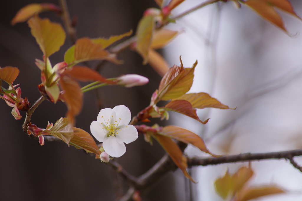 桜色・いろいろ-2