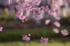 霞城の枝垂れ桜-2