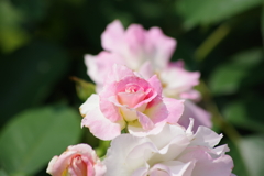 花散歩-ピンクの薔薇