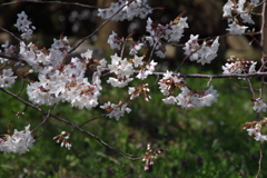 秩父の桜-4