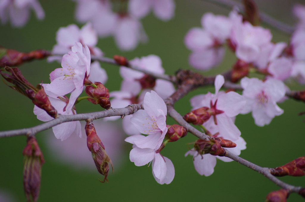 大山桜-2