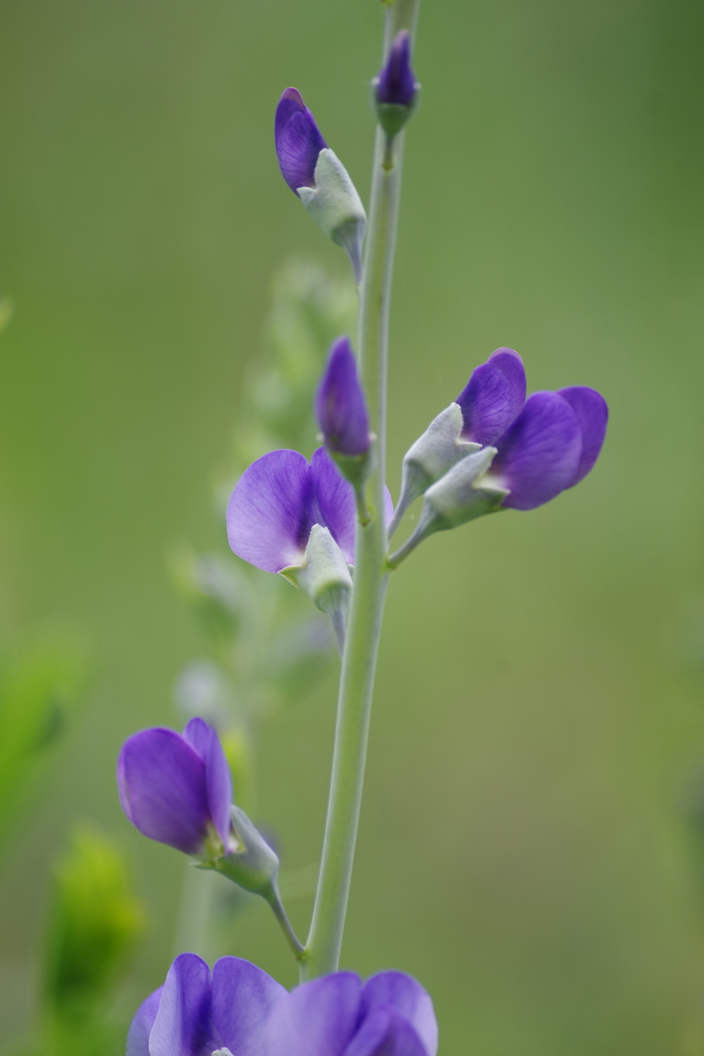 小さな花壇-紫先代萩