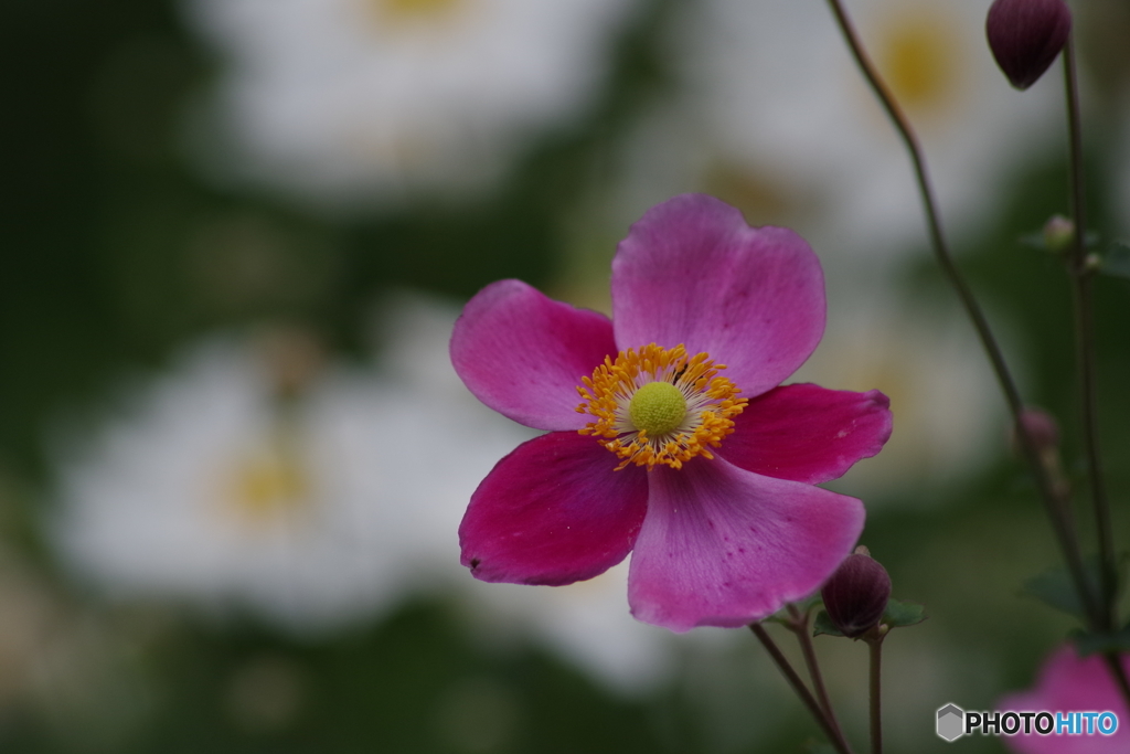秋明菊－一重濃桃