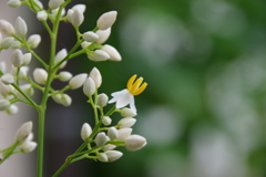 家の周りで-南天の花