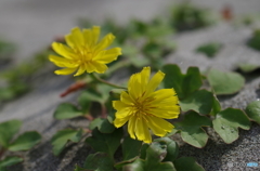 砂浜の花-ハマニガナ