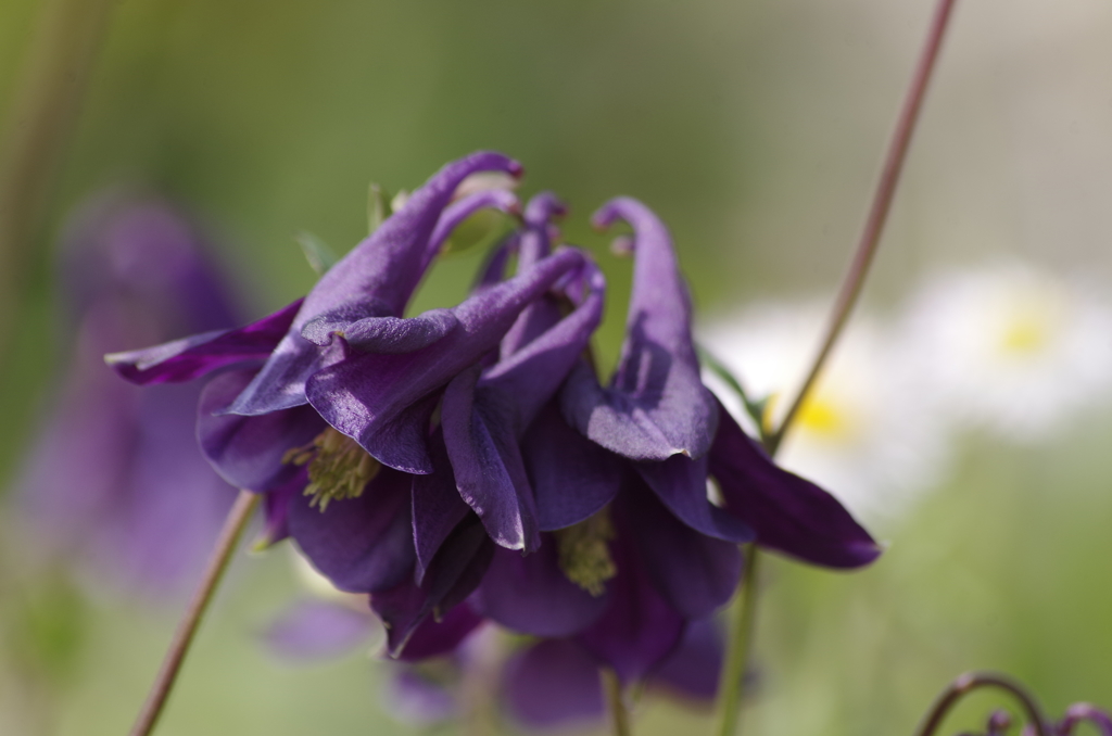 2018.5.15の忘れ物-オダマキ2