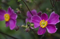 花散歩‐赤紫の秋明菊