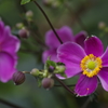 花散歩‐赤紫の秋明菊