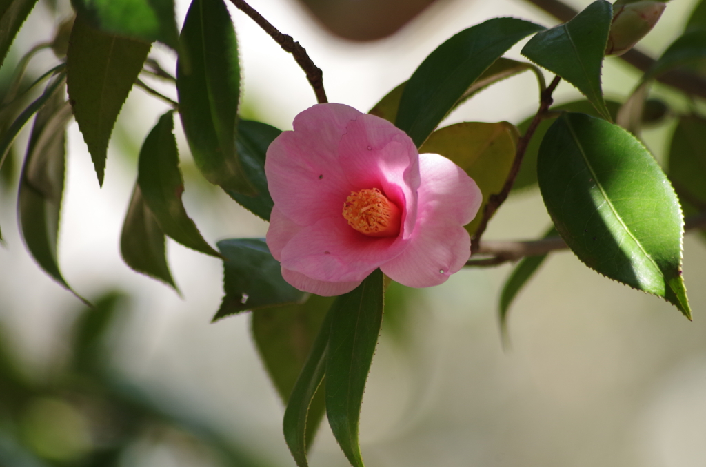 春を待つ心‐椿・太郎冠者2