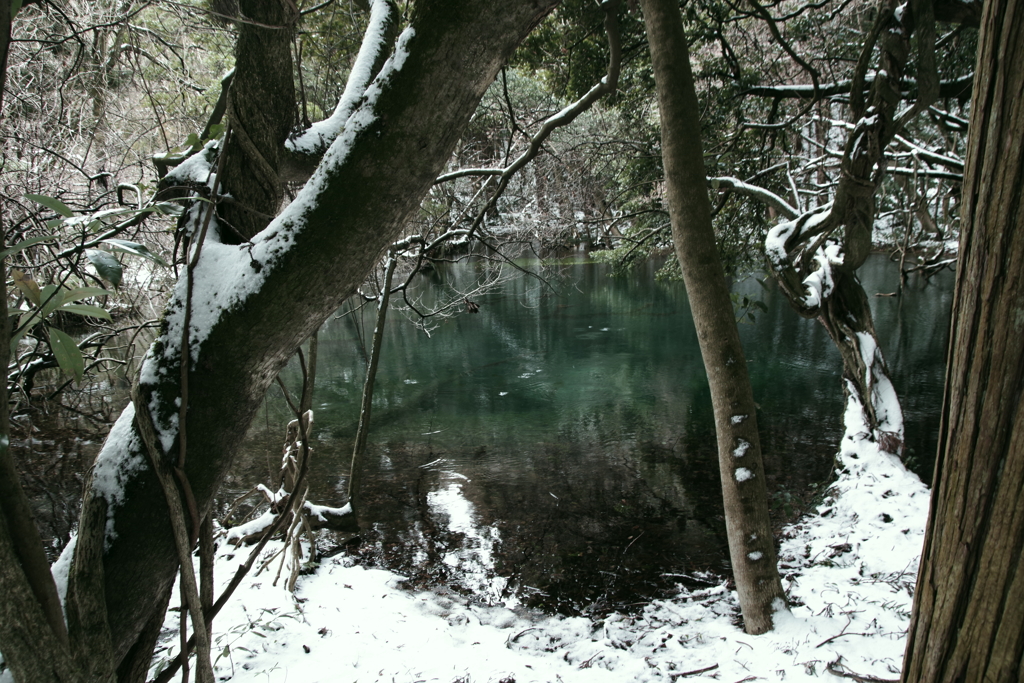 丸池様-雪の朝4