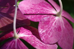 紫陽花も秋色-1