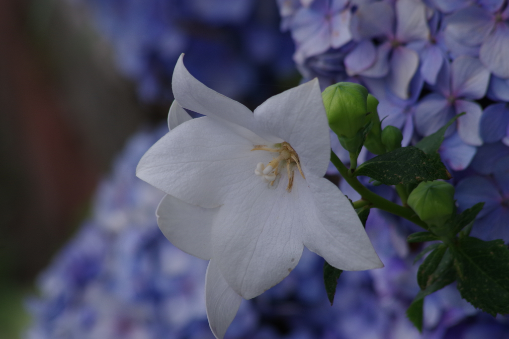 花散歩-白い桔梗と紫陽花