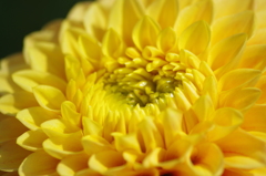 ダンディライオン-2