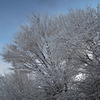 雪の枝