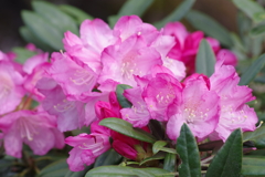 花散歩‐シャクナゲ